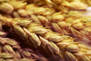 Особенности выращивания пшеницы